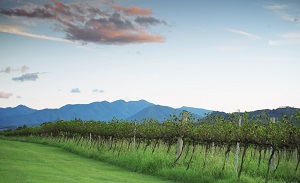 Explore Queensland's Best Wine Regions