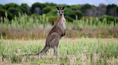 kangaroos-warnambool.jpg