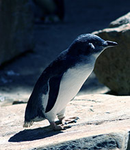 pinguins-philip-island.jpg