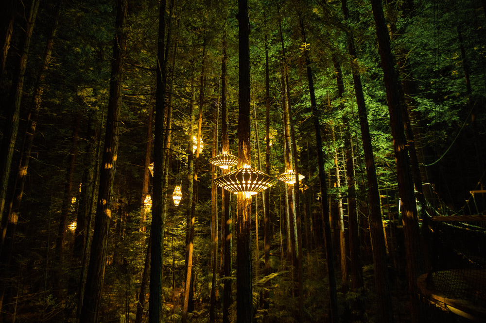 A forest of redwood trees at night being lit up by intricate lanterns hanging from the trees.