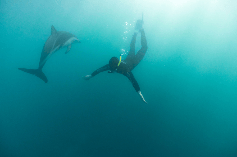 A person with a snorkel dives in blue water next to a dolphin