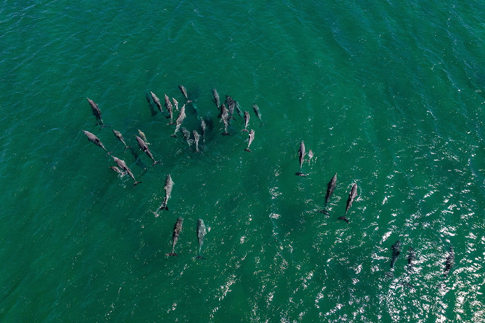 A pod of dolphins swim in clear turquoise water