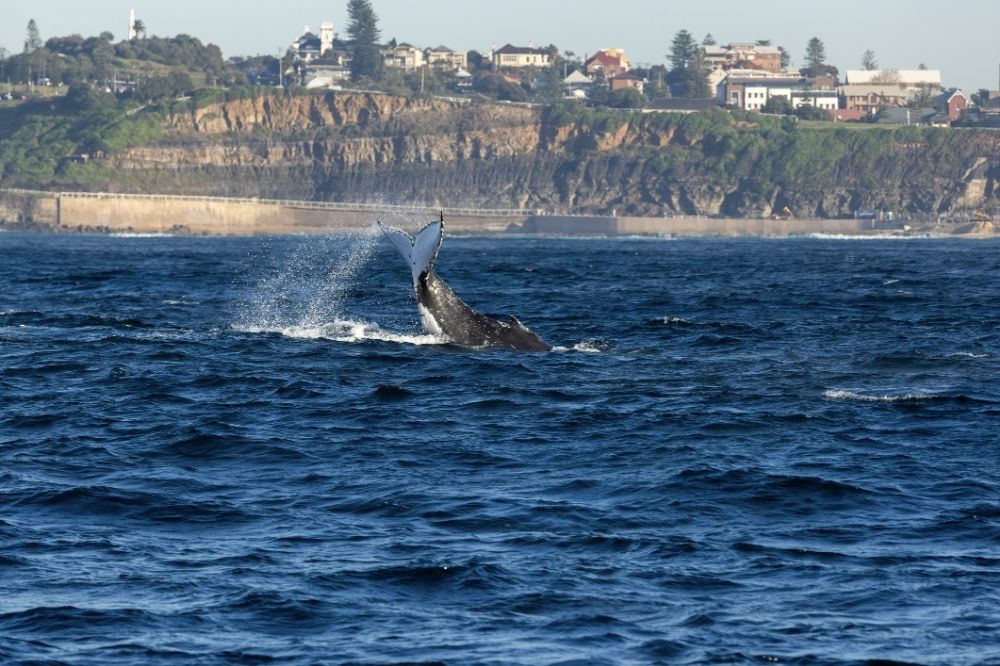 A whale breaches out of the ocean. It's tail creating a splash in the water.