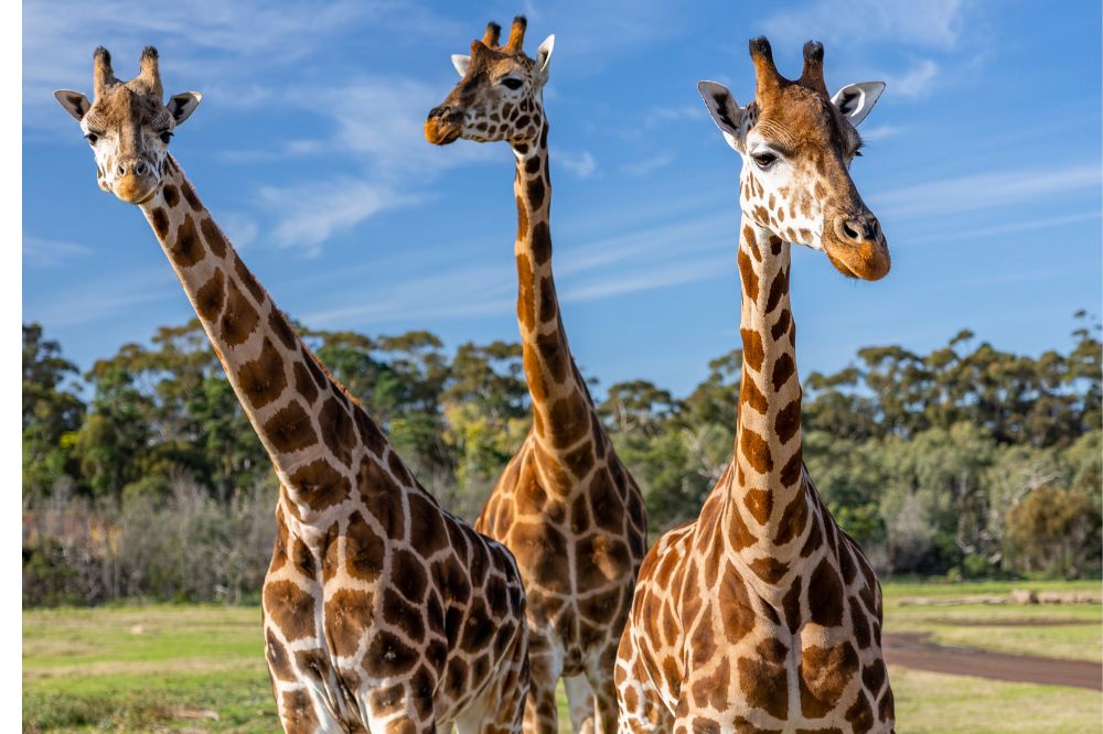 Three giraffes look at the camera