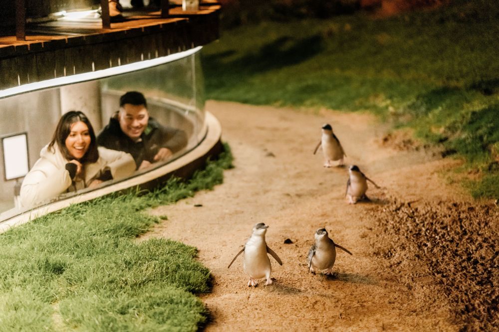 Two people watch behind glass, smiling in awe as four penguins waddle around a dirt track.