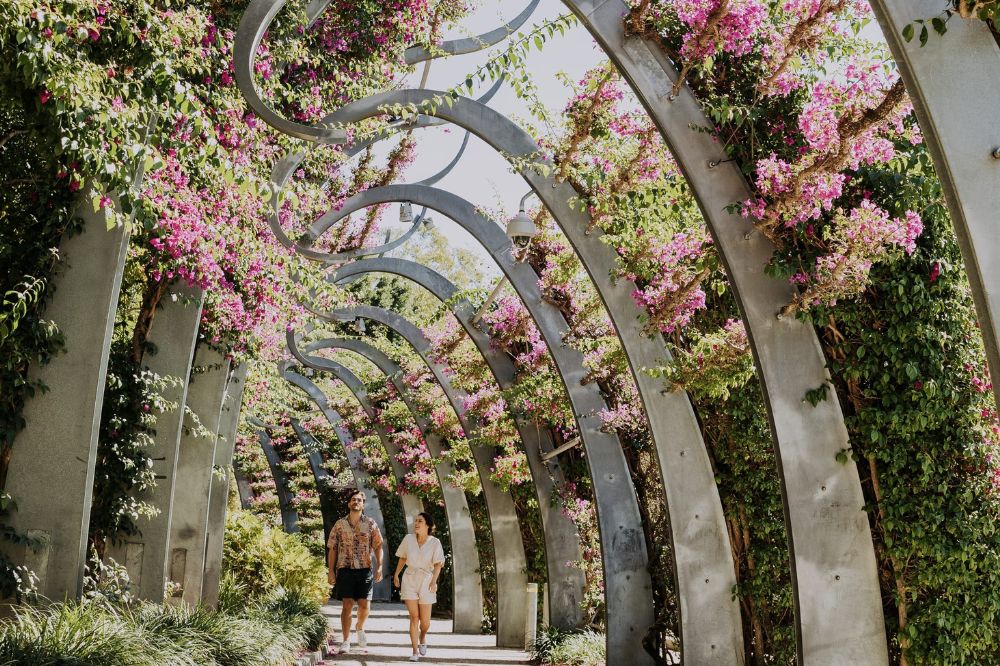 Two people walking through South Bank parklands looking up at pink flowers above.