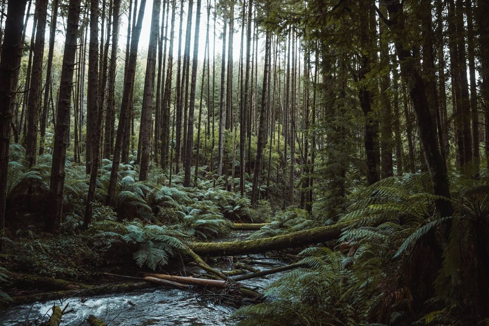 Flowing water with fallen moss covered trees, surrounded by ferns on the ground and trees towering to the sky