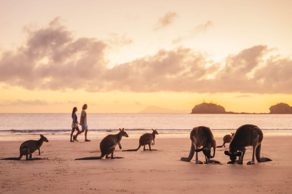 A couple walk on the beach while the sun sets with pink tones. A group of kangaroos sit on the beach digging in the sand.