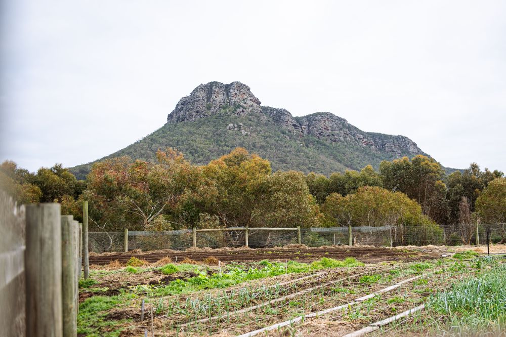 An extensive kitchen garden with a tall, rocky mountain in the background.