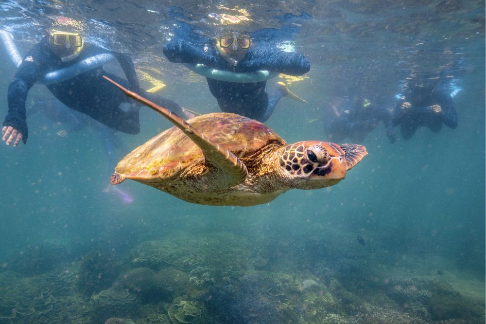 A group of people with snorkels look at a turtle floating in clear water