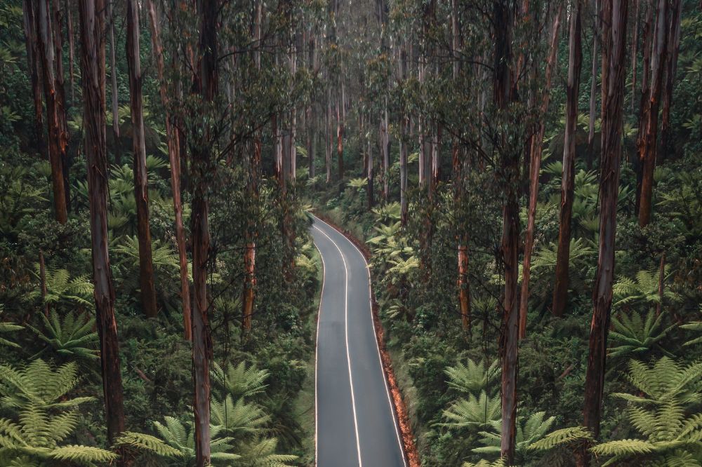 A winding road with towering trees and ferns lining the ground.