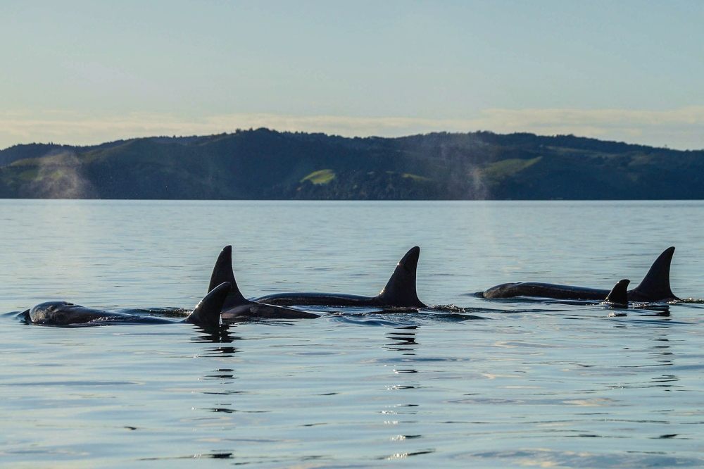 Dolphins poke their fins out from the water