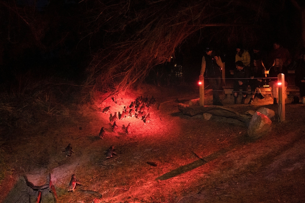 A group of tiny penguins run to the shore. A group of people watch from a viewing deck