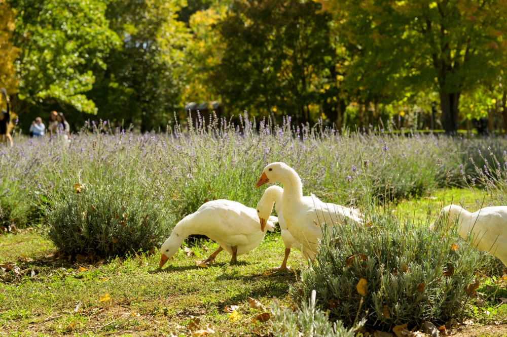 White geese walk along the grass with lavender plants in the background
