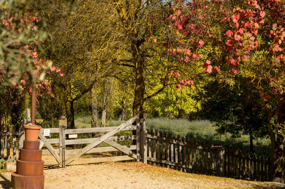 A wooden gate with trees and lavender rows on the other side