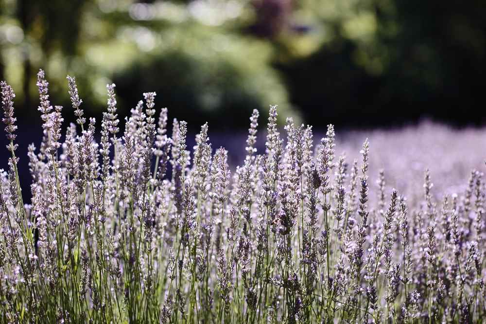 A close up image of purple lavender plants