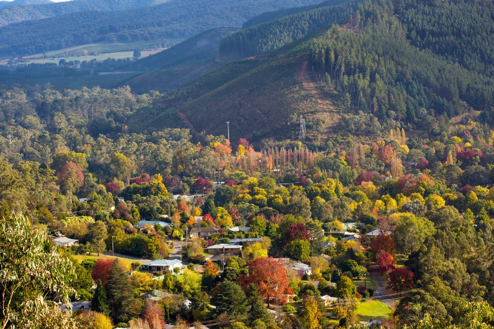 The view from a lookout with colourful autumn leaves and alpine trees