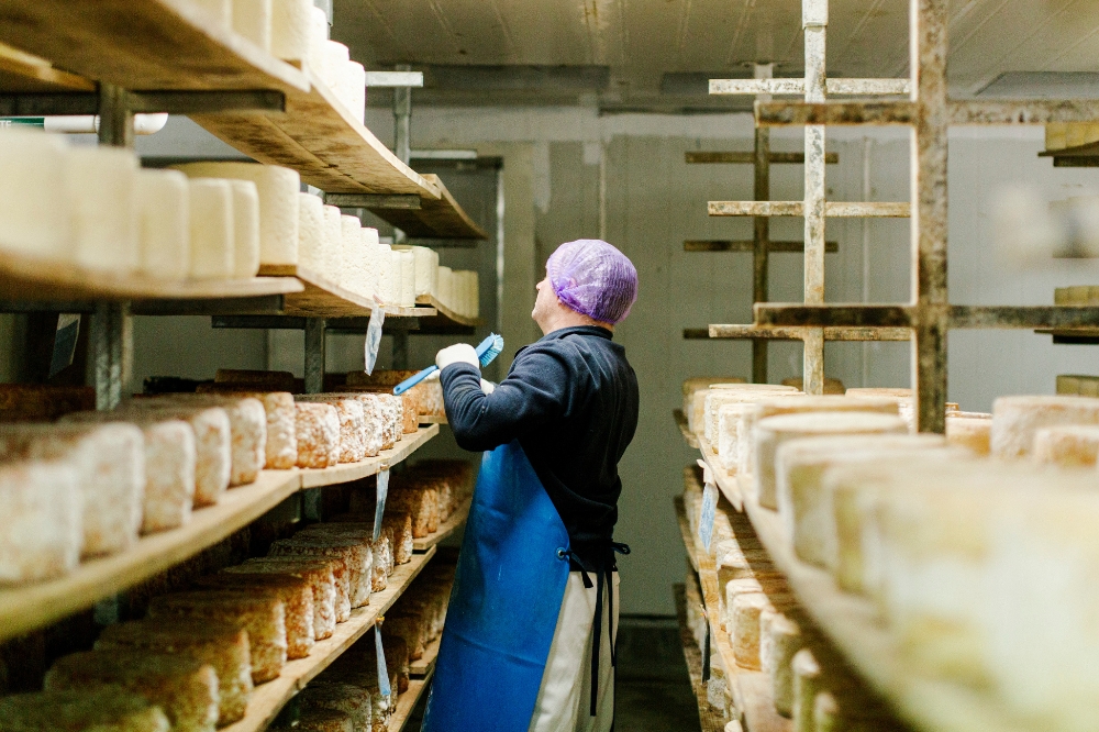 A cheese maker looks at shelves lined with cheese wheels