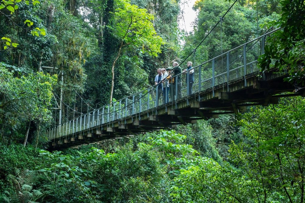 Family enjoying a ranger-guided walk through Dorrigo National Park, Dorrigo Mountain.