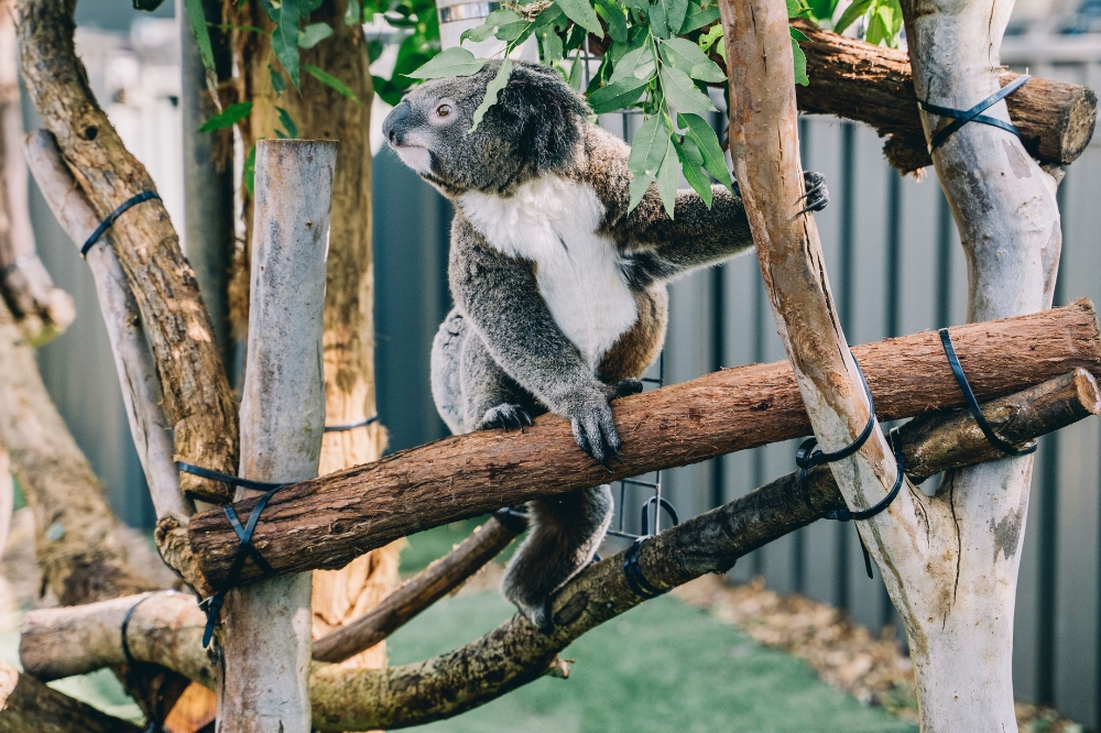 Resident koala at the Koala Hospital in Port Macquarie.