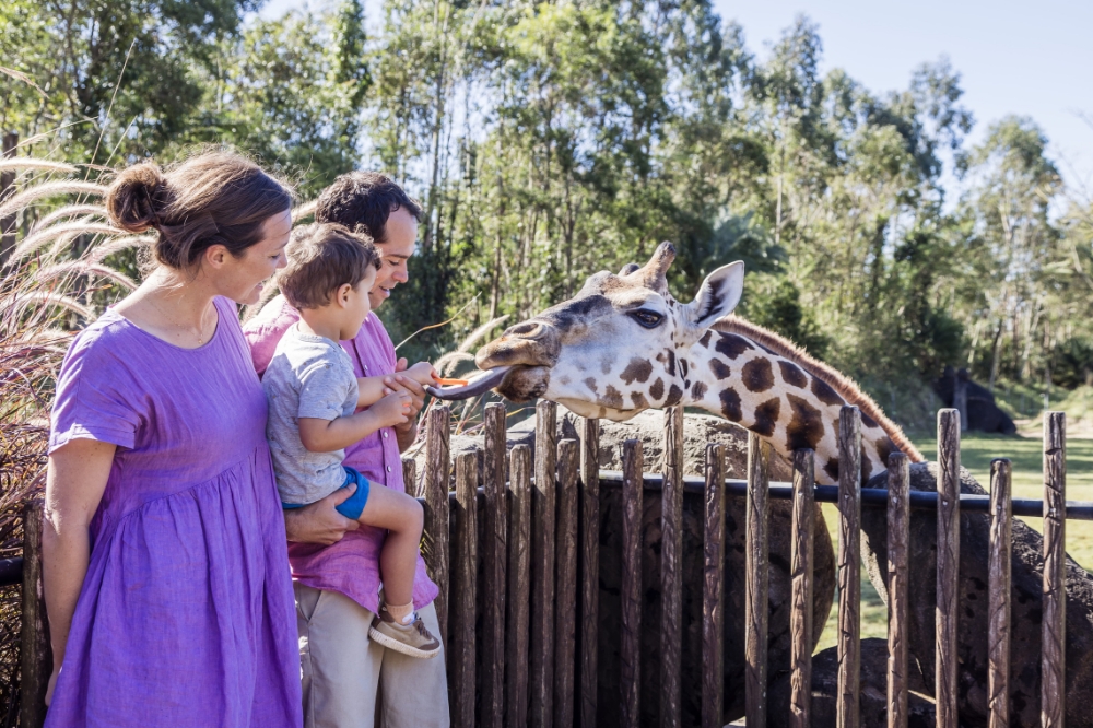 A family feed a giraffe at the zoo