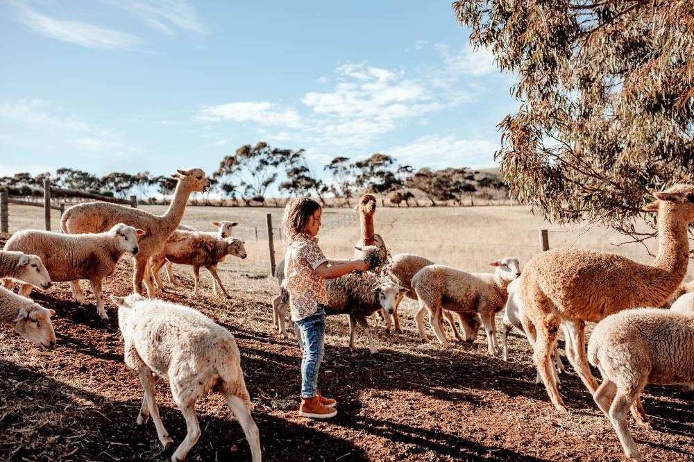 A child stands in a paddock among sheep and alpacas.