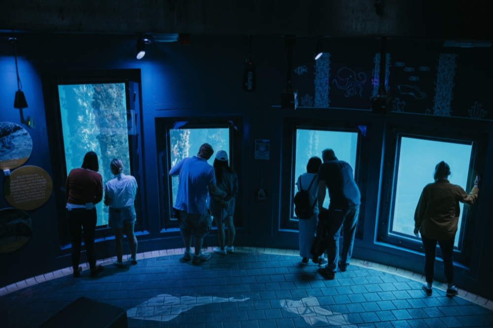 People look in windows at an aquarium