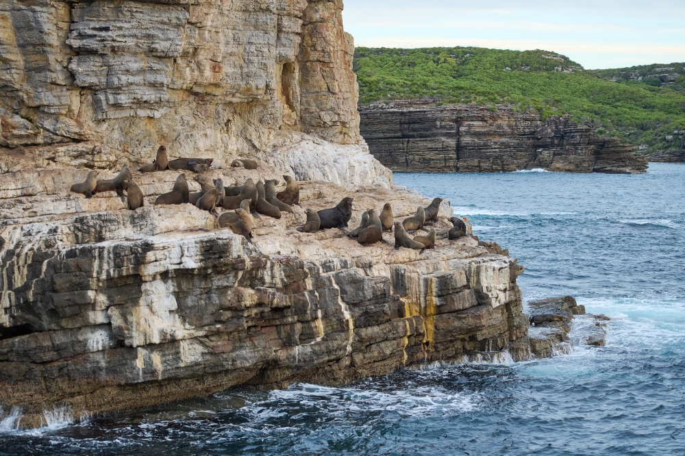 A group of seals on a rock