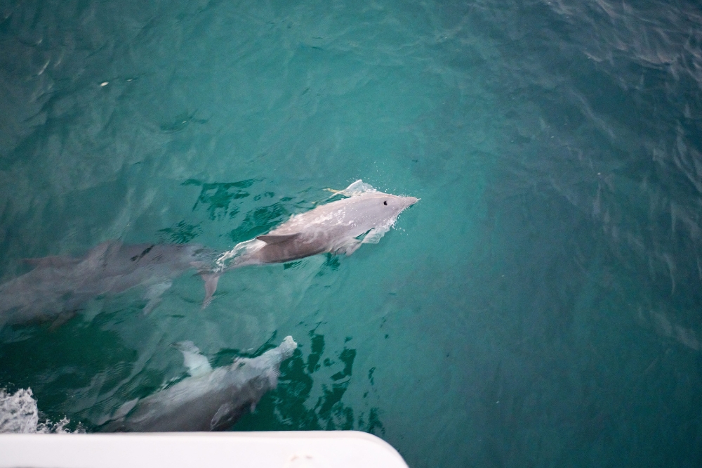 Dolphins in the water