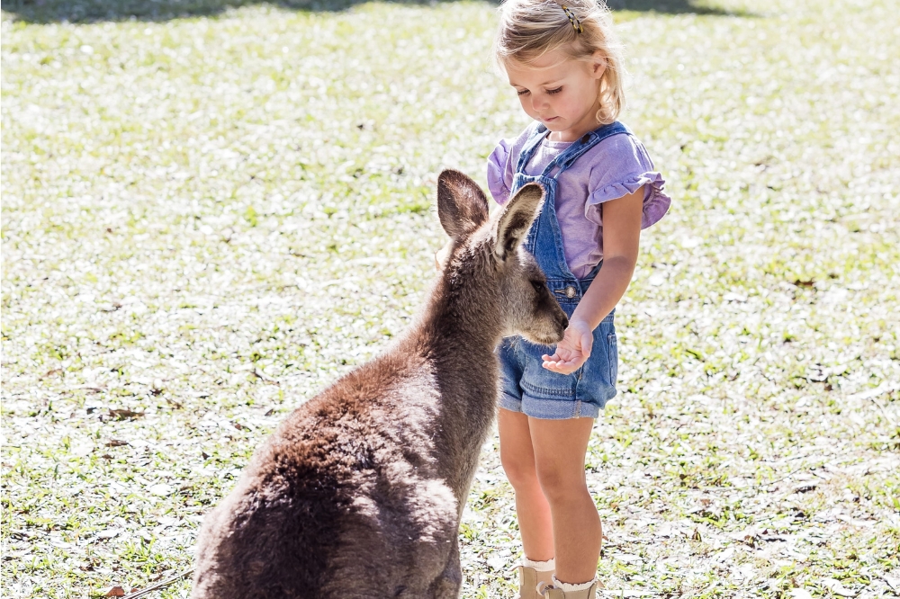 A child holds out their hand for a kangaroo