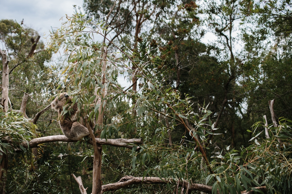 A koala in a tree eating gum leaves