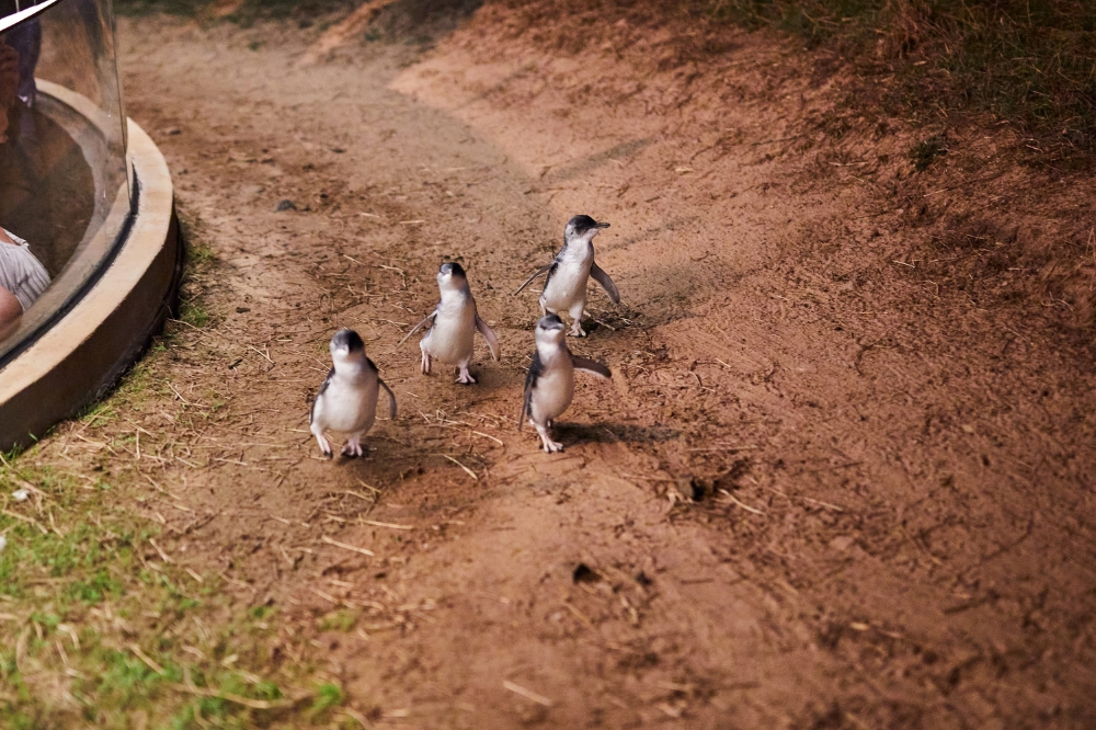 Small penguins walk along a path