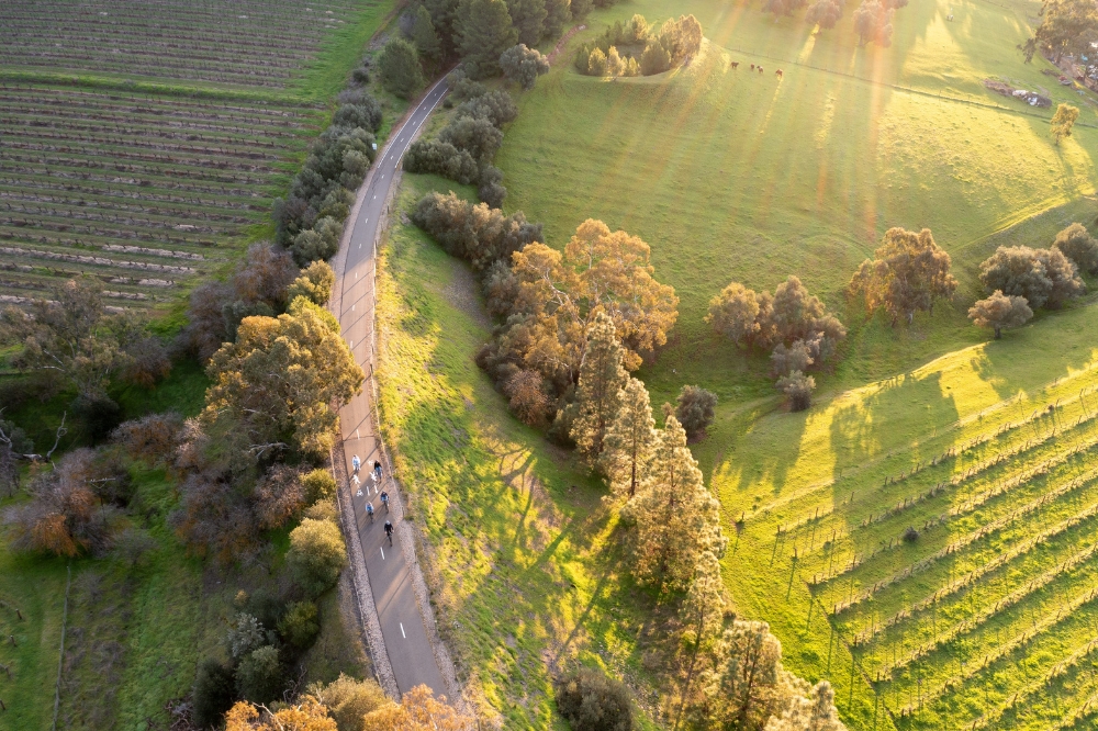 A road winding around green grass and vineyards