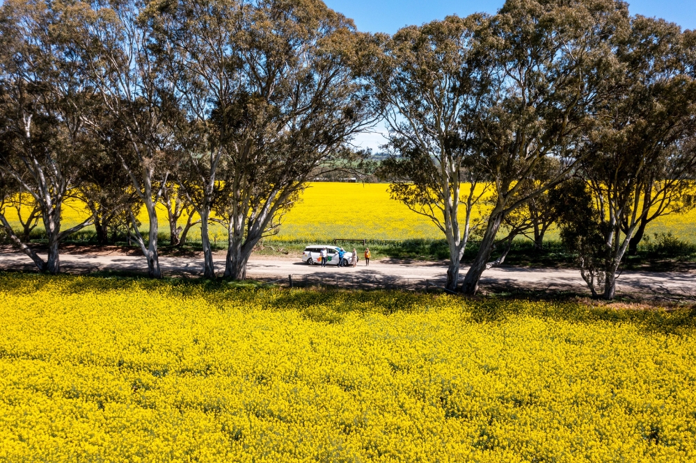 People stand next to a car looking out on to a field of flowering canola