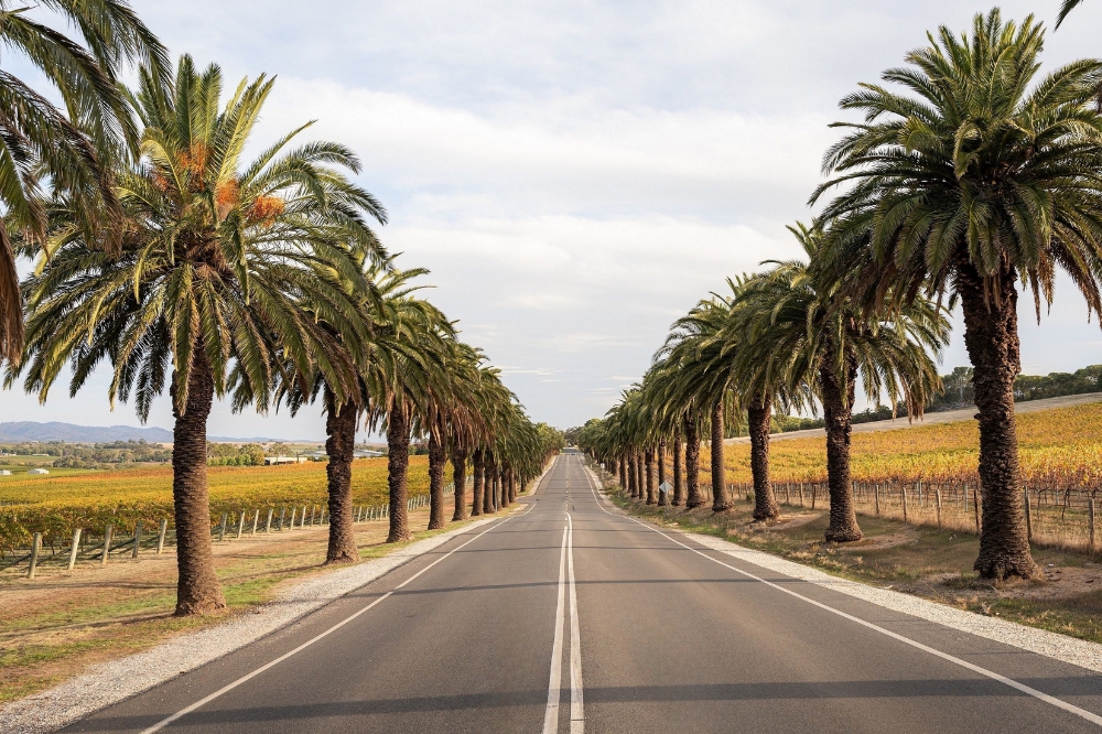 A long road lined with palm trees and vineyards on either side