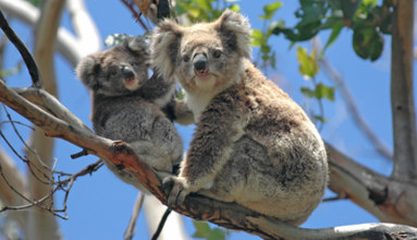 Melbourne-zoo-2.jpg