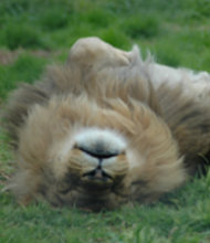 Lion Zoo Melbourne