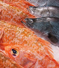 sydney market fish