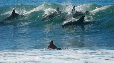 Caloundra dolphins