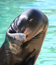 Sea World Seal