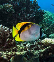Southern Reef