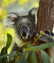 koala Wildlife Park