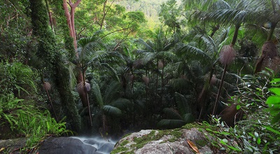 O'reilly's tree top walk