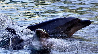 sea world dolphins