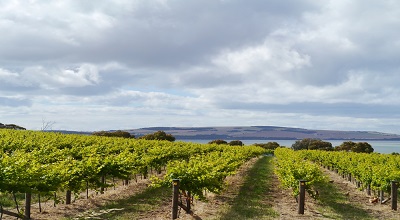 Chapman River Wines