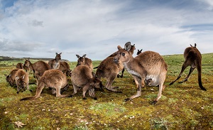 Wild Weekender: Kangaroo Island