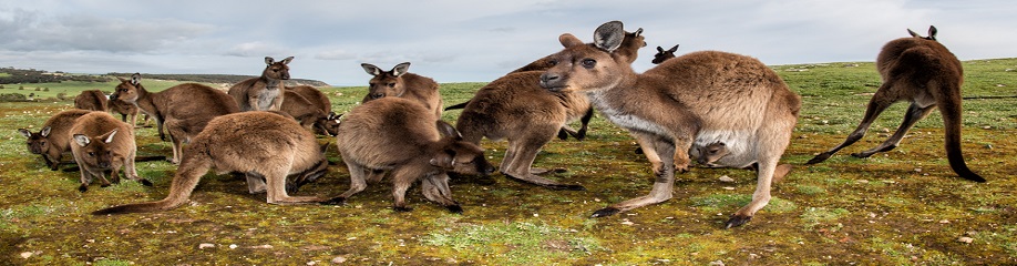 Kangaroo Island