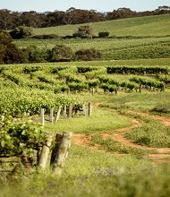 Clare valley wine