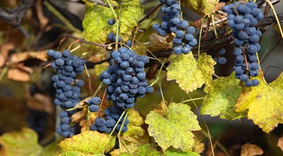 Barossa grapes