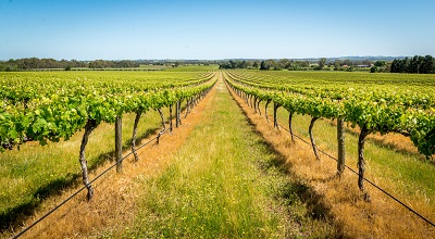 Barossa Valley vines